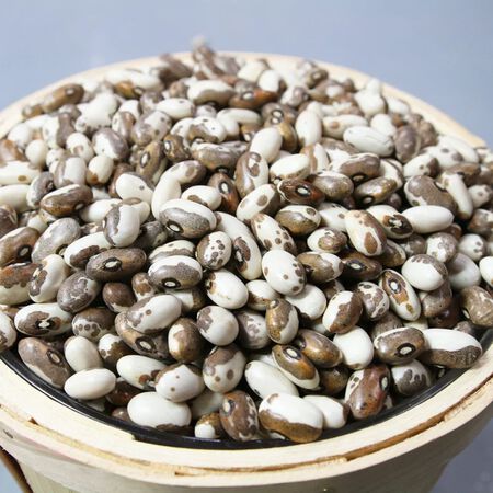 Dapple Grey, Bean Seeds - Packet (1 oz.) image number null